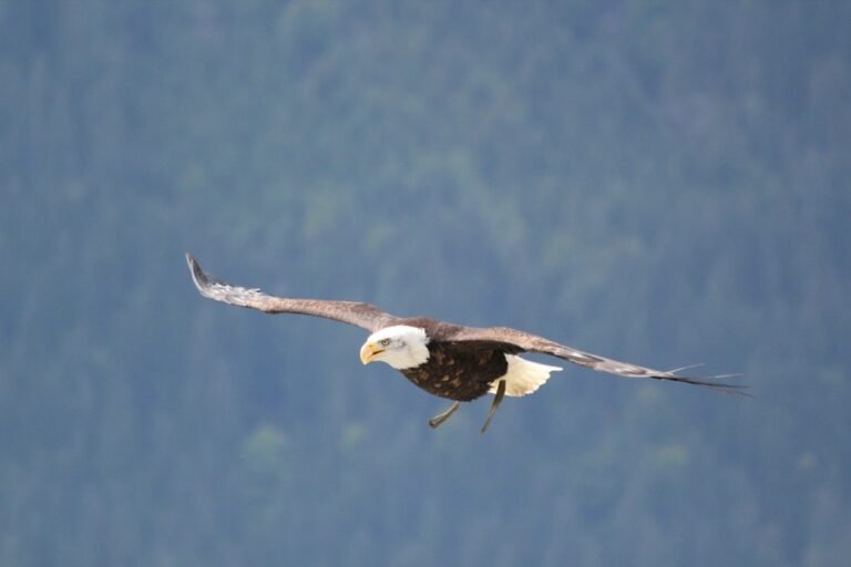 A bald eagle in full flight with wings spread wide