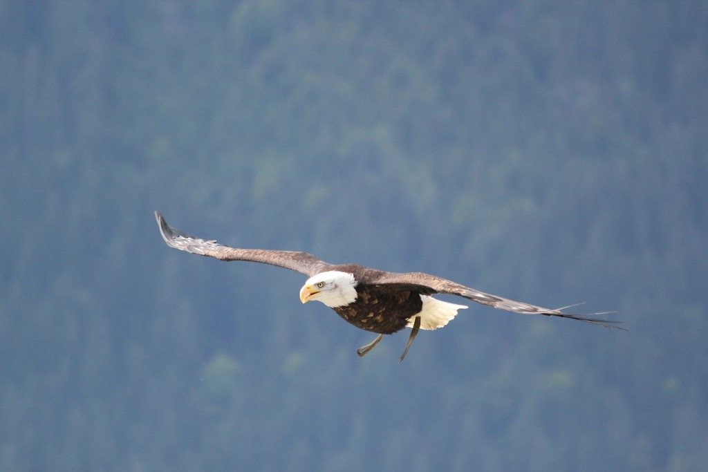 A bald eagle in full flight with wings spread wide