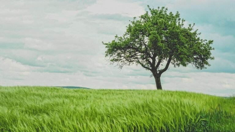 A lone green tree standing in a field of fresh grass under a bright sky
