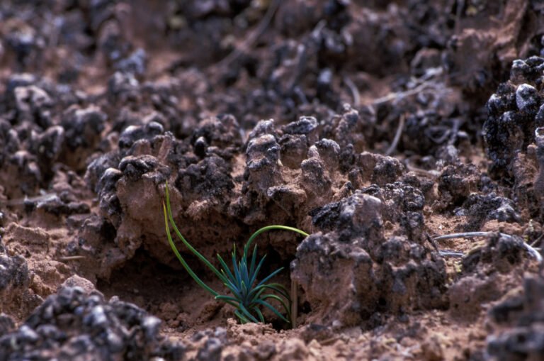 A small green seedling breaking through rough dark soil