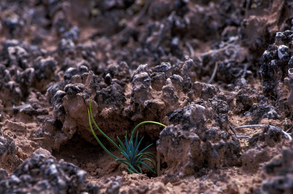 A small green seedling breaking through rough dark soil