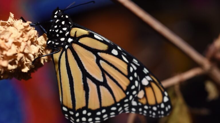 A monarch butterfly resting on a dried flower, wings folded, freshly transformed